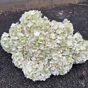 Artificial Hydrangea Manufacturer - 2026 New Large Head Green Silk Wholesale