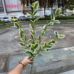 Artificial Green Plant Leaves Manufacturer - TH386 for Home Wedding Hotel Decoration Leaf Branch