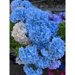 Artificial Hydrangea Manufacturer - Dalian Chermy Silk Realistic Blue for Wedding Decoration