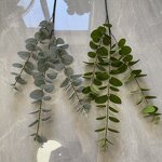 Artificial Eucalyptus Leaves Manufacturer - Dalian Chermy DC088 for Wedding Flower Arrangement Greenery