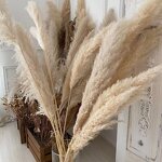 Dried Pampas Grass Manufacturer - Hot Selling Series Natural Real