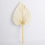 Artificial Dried Palm Leaves Manufacturer - Preserved Leaf for Scene Decoration