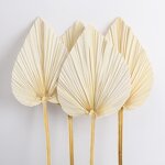 Artificial Dried Palm Leaves Manufacturer - Preserved Leaf for Scene Decoration