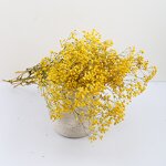Dried Babysbreath Flower Manufacturer - Preserved Gypsophila for Wedding