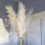 Dried Pampas Grass Manufacturer - Hot Selling Series Natural Real
