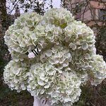 Artificial Hydrangea Manufacturer - 2026 New Large Head Green Silk Wholesale