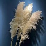 Dried Pampas Grass Manufacturer - Hot Selling Series Natural Real