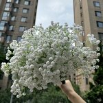 Artificial Gypsophila Flowers Manufacturer - Real Touch Babysbreath Latex Big Head White