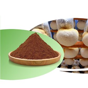 Hericium Erinaceus Extract Manufacturer - Organic Bulk