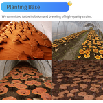 Reishi Mushroom Manufacturer - 100% Food Grade Healthcare Ganoderma Lucidum Drum