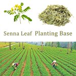 Detox Tea Manufacturer - OEM Fat Burning Herbal Tea Flat Belly Dried Senna Loose Leaf Tea