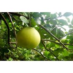 Essential Oil Set - OEM Natural Aromatherapy Top 6 High Quality Private Label Diffuser