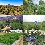 Mosquito Repellent Ointment - Itching Cooling Cream for Mosquito Bites Soothing