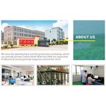 Essential Oil Blends - Supplier Supply 100% Pure UNDILUTED for Diffuser Use