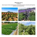 Olive Oil - Bulk Price Virgin Organic