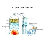 Rose Petal Oil - Hot Sale Firming Compound Multi Use Face Body Hair Serum