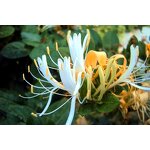 Rose Water - Factory Supply Wholesale for Skin Care Bulgarian