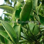 Pomelo Peel Oil Manufacturer - 100% Pure Natural for Cosmetic Grade Bulk Hair