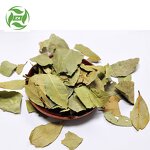 Ginger Oil Manufacturer - Pure and Natural Top Quality for Body Care