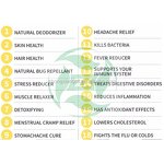 Lemongrass Essential Oil - Real for Soap Perfume Air Freshener Daily Necessities