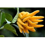 Ginger Essential Oil - Supercritical CO2 Extracted for Massage Hair Body Care