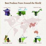 Essential Oil Set - 6 Pack 100% Pure Natural Therapeutic Grade Gift Set