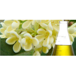 Chamomile Essential Oil - Roman Best with FREE Sample