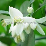 Tea Tree Hydrosol - 100% Pure Natural for Wholesale Bulk Skincare