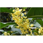 Chamomile Essential Oil - Roman Best with FREE Sample