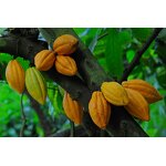 Cocoa Butter - Organic Unrefined for Body Lip Skin Care Hair Moisturizer