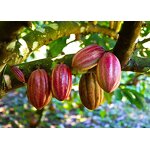 Cocoa Butter - Organic Unrefined for Body Lip Skin Care Hair Moisturizer