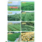 Bug Bite Relief Oil - Mosquito Repellent Itch Relief with Citronella Eucalyptus