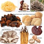 Reishi Mushroom Extract Powder Manufacturer - Polysaccharides 10% 20% 30% Lingzhi