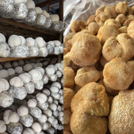 Lions Mane Mushroom Powder Manufacturer - High Quality Polysaccharides Hericium Erinaceus Extract