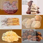 Shiitake Mushroom Extract Powder Manufacturer - Bulk Sale Polysaccharides Powder