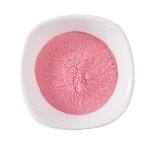 Cherry Powder - High Quality Concentrate Juice & Spray Dried