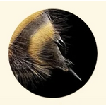 Bee Venom Powder Manufacturer - Bee Venom Extract Price Melittin 98% Bulk Cosmetic Grade Natural