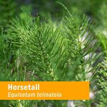 Horsetail Liquid Extract Manufacturer - Private Label Natural Equisetum Arvense Herbal Supplement