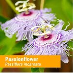 Passionflower Tincture Drops Manufacturer - Private Label Organic Natural Supplement