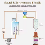 Apple Essential Oil Manufacturer - Wholesale Natural Organic Grade for Perfume Diffuser