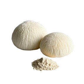 Mushroom Extract Powder Manufacturer - Custom Bulk 10:1 Hericium Erinaceus Organic Lions Mane