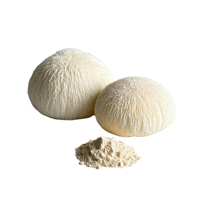 Mushroom Extract Powder Manufacturer - Custom Bulk 10:1 Hericium Erinaceus Organic Lions Mane