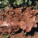 Poria Cocos Herb Manufacturer - Natural Square Shape Raw Dried Slices Fu Ling Dulk