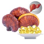 Spore Oil Capsules Manufacturer - Reishi Mushroom Ganoderma Spore Power Oil
