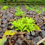 Dendrobium Extract Powder Manufacturer - Crude Medicines Raw Material Officinale