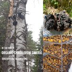 Mushroom Extract Powder Manufacturer - Wholesale Bulk 10:1 Chaga Organic Powder Extract