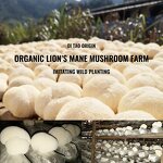 Mushroom Extract Powder Manufacturer - Custom Bulk 10:1 Hericium Erinaceus Organic 50:1 Lions Mane