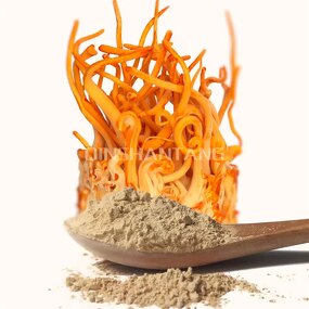 Cordyceps Extract Powder Manufacturer - Militaris 0.3%cordycepin 3%cordycepin Chinese 1Kg