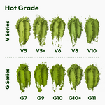 Matcha Green Tea Powder Manufacturer - Wholesale Private Label Organic Bulk Pure Festive 1kg