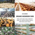 Mushroom Extract Powder Manufacturer - Custom Bulk 10:1 Hericium Erinaceus Organic Lions Mane